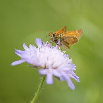 Large Skipper Butterfly (Ochlodes sylvanus, Ochlodes venatus) sucking nectar from a flower of a Field Scabious (Knautia arvensis), Jena, Thuringia, Germany
