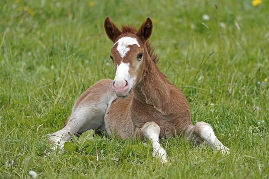 Domestic horse, foal lies in the grass on the pasture, Germany