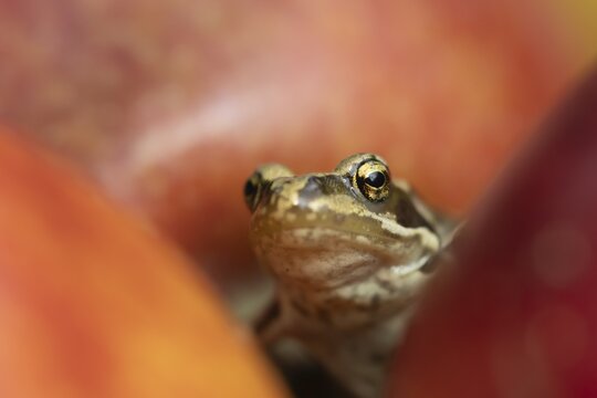 Common frog (Rana temporaria) adult amphibian climbing on a fallen apple fruit on a garden lawn in the summer, England, United Kingdom