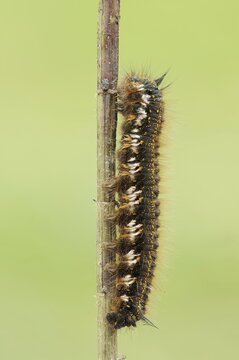 Drinker moth (Euthrix potatoria), caterpillar, North Rhine-Westphalia, Germany