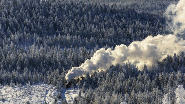 Brockenbahn travels through snowy Spruces (Picea) to the Brocken, Harz, Schierke, Saxony-Anhalt, Germany