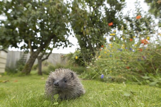 European hedgehog (Erinaceus europaeus) adult animal walking on a garden grass lawn, England, United Kingdom