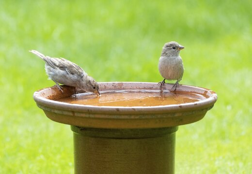 House sparrows (Passer domesticus) at a bird bath, Lower Saxony, Germany