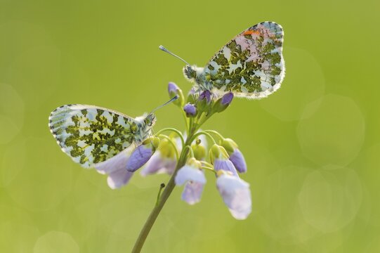 Orange tip ( Anthocharis cardamines) on flowering Cuckoo flower ( Cardamine pratensis) Oldenburger M&uuml;nsterland, Vechta, Lower Saxony, Germany