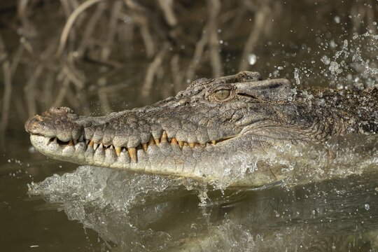Saltwater crocodile (Crocodylus porosus) adult swimming in a river, Daintree river, Queensland, Australia
