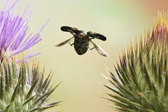 Cryptocephalus sericeus (Cryptocephalus sericeus) in flight on the flower of a scratch thistle (Cirsium vulgare), Germany