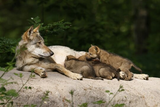 European gray wolf (Canis lupus) alpha wolf suckling pups, Germany