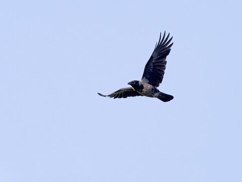 Hooded Crow (Corvus corone cornix), flying, Upper Lusatia, Saxony, Germany