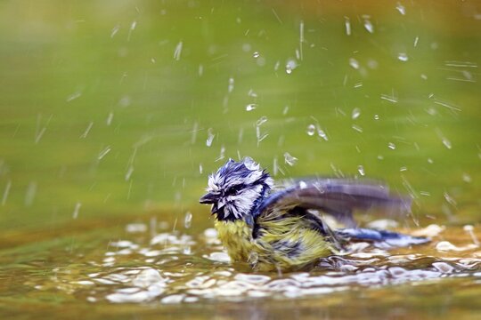 Blue Tit (Parus caeruelus) bathes in shallow water, Solms, Hesse, Germany