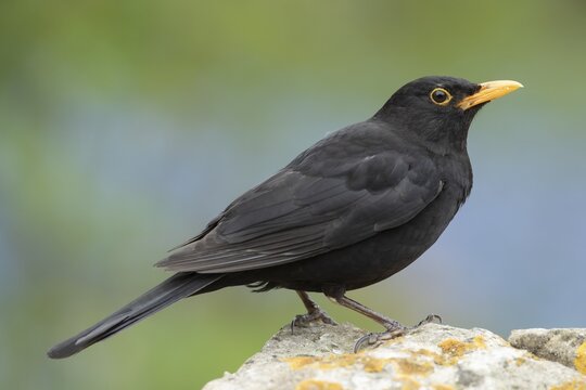 European blackbird (Turdus merula) adult male bird on a rock, Suffolk, England, United Kingdom