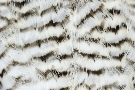 Eurasian sparrowhawk (Accipiter nisus), male, plumage detail, North Rhine-Westphalia, Germany