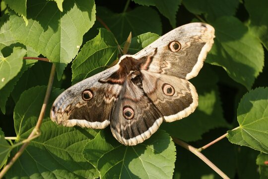 Greater night peacock (Saturnia pyri) on a leaf, wildlife, Burgenland, Austria