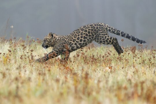 Indian indian leopard (Panthera pardus fusca) young in a meadow, Czech Republic