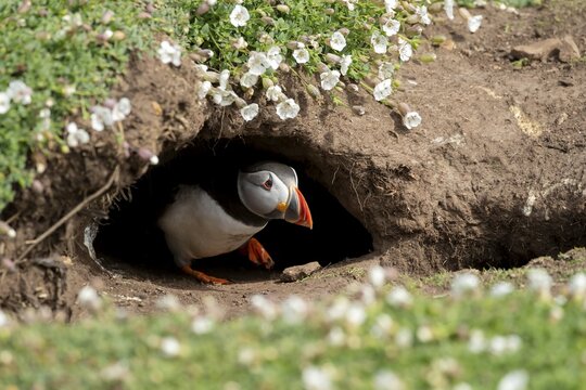 Atlantic puffin (Fratercula arctica) adult bird emerging from its burrow, Skomer island, Wales, United Kingdom