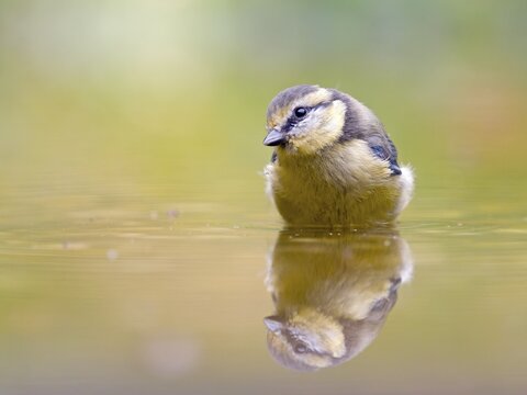 Blue Tit (Cyanistes caeruleus) standing in shallow water with mirror image, Solms, Hesse, Germany