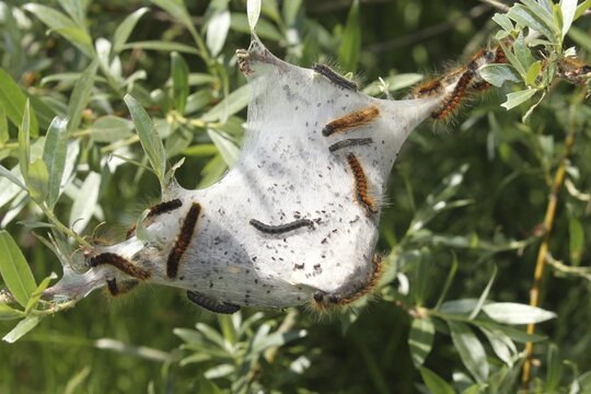 Moth small eggar (Eriogaster lanestris) hairy caterpillars with webs, Allg&auml;u, Bavaria, Germany
