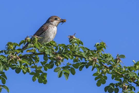 Red-backed shrike (Lanius collurio), female, sitting on the vine of a wild rose, Limbach, Burgenland, Austria