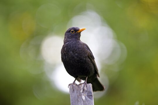 Blackbird (Turdus merula), Hesse, Germany