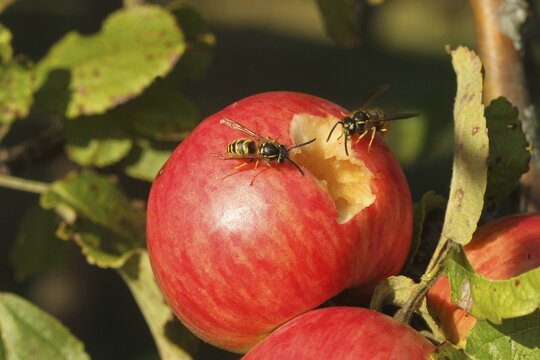 Saxon wasps (Dolichovespula saxonica) licking juice from the wound of a ripe apple, Lower Austria, Austria, Europe, Lower Austria, Austria