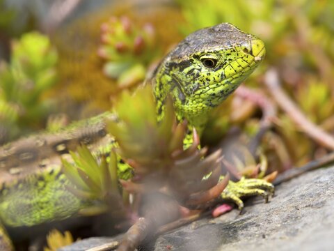 Sand lizard (Lacerta agilis), male on stones with stonecrop (Sedum album), or stonecrop, Wetzlar, Hesse, Germany