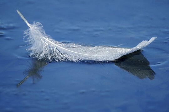A feather of a whooper swan (Cygnus cygnus) on the bank at the Altrhein, wildlife, Germany