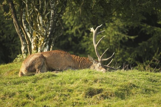Red deer (Cervus elaphus) stag in a 10-minute deep sleep during the rut, Allg&auml;u, Bavaria, Germany, Allg&auml;u, Bavaria, Germany