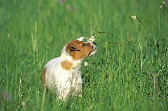 Young Jack-Russel-Terrier