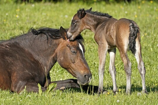 Domestic horsees, mare with foal on the pasture, Germany