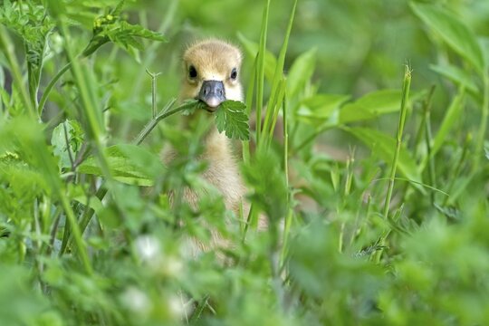 Greylag goose (Anser anser), Gosling eating in a meadow, Germany