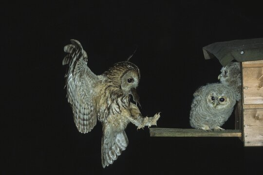 Tawny Owl (Stryx aluco) carrying Wood Mouse prey (Apodemus sylvaticus) to feed its young