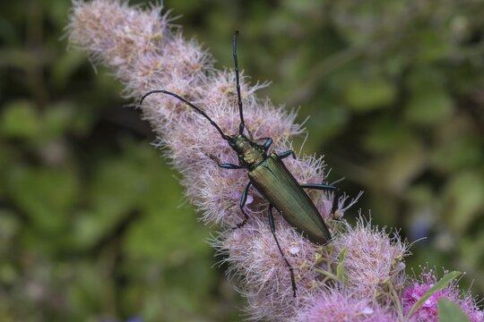 Musk beetle (Aromia moschata) on flower of willow-leaved spirea shrub(Spiraea salicifolia), Baden-W&uuml;rttemberg, Germany
