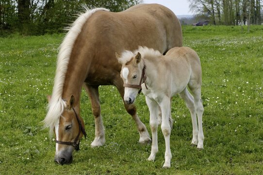 11 days old Haflinger foal with Mutter auf der Weide