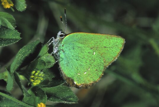 Green Hairstreak (Callophrys rubi),