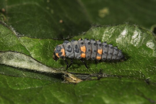 Seven-point ladybird (Coccinella septempunktata) larva on a leaf, Baden-W&uuml;rttemberg, Germany