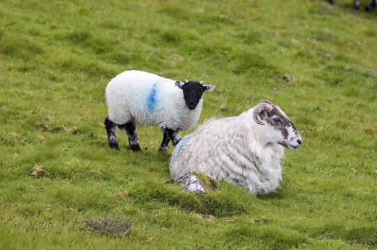 Sheep near Two Bridges Dartmoor National Park Devon England