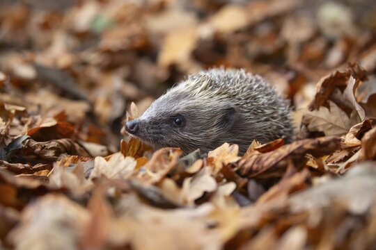 European hedgehog (Erinaceus europaeus) adult animal amongst fallen autumn leaves, Suffolk, England, United Kingdom