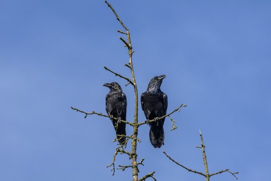 While one raven (Corvus corax) seems to have a lot to tell, the other just seems to be enjoying the late summer sun, tree top, pair, cropped, Denmark