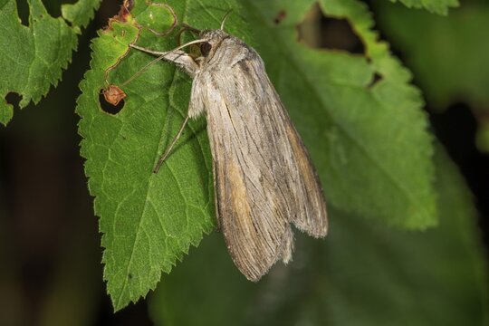 Shark (moth) (Cucullia umbratica) on a leaf, Baden-W&uuml;rttemberg, Germany