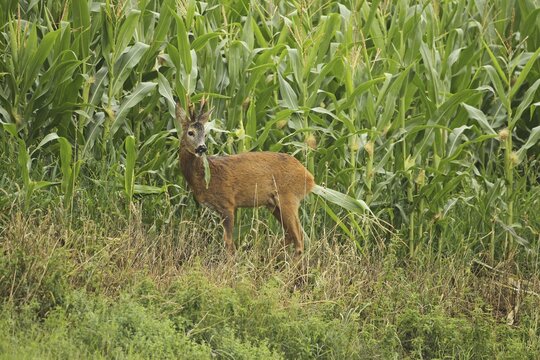 European roe deer (Capreolus capreolus) buck feeding on maize field, Lower Austria, Austria