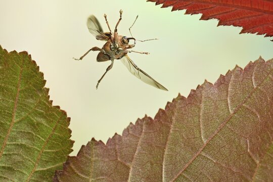 Nut weevil (Curculio nucum) flies on leaves of the common hazel (Corylus avellana)