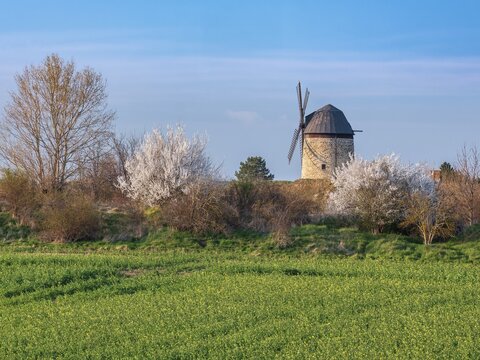View over a green field and white flowering bushes to the tower windmill of Warnstedt, called Teufelsm&uuml;hle, in spring, Thale, Saxony-Anhalt, Germany