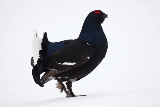 Black Grouse or Blackgame (Lyrurus tetrix, Tetrao tetrix), Sweden, Scandinavia, Europe