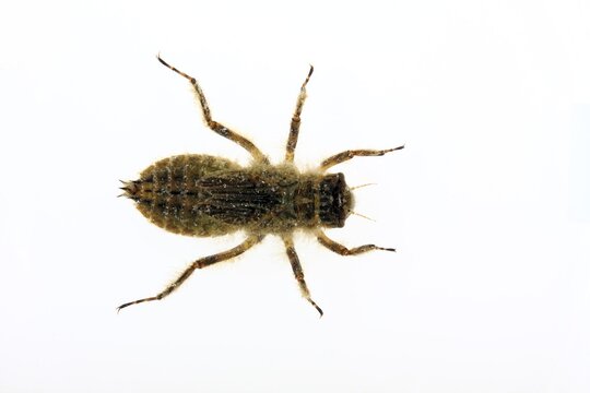 Dragonfly larva of th Broad-bodied Chaser (Libellula depressa)