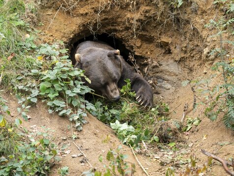 Brown bear (Ursus arctos) brings twigs and leaves into its self-dug den, captive, Germany
