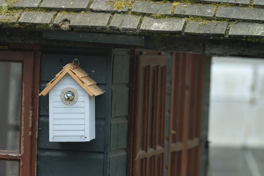 Blue tit (Cyanistes Caeruleus) adult bird exiting a nest box on a garden shed, Suffolk, England, United Kingdom