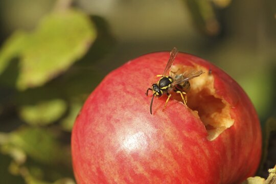 Saxon wasp (Dolichovespula saxonica) licking juice from the wound of a ripe apple, Lower Austria, Austria, Europe, Lower Austria, Austria