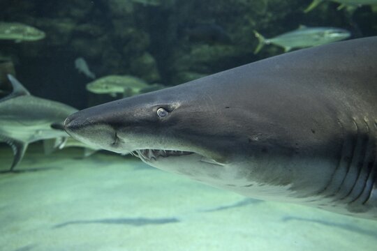 Sand tiger shark (Carcharias taurus), Two Oceans Aquarium, Cape Town, Western Cape Province, South Africa