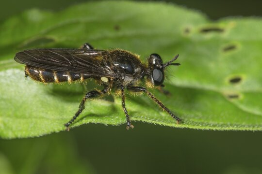 Robber fly (Choerades fimbriata) on a leaf, Baden-W&uuml;rttemberg, Germany