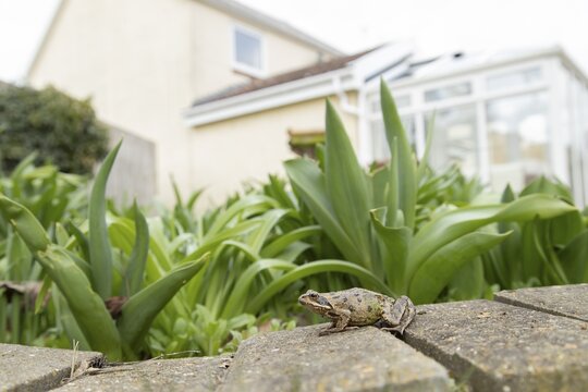 Common frog (Rana temporaria) adult amphibian on a garden path with a house in the background, England, United Kingdom