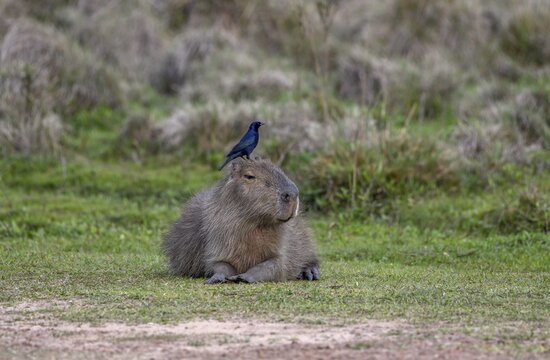 Capybara (Hydrochoerus hydrochaeris) with bird on his head, Cambyret&aacute;, Esteros del Iber&aacute;, Corrientes Province, Argentina